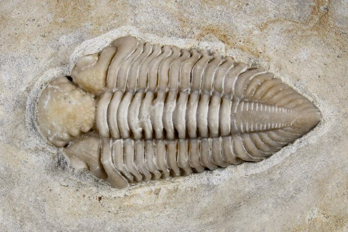 Rare Rielaspis Trilobite - Ontario, Canada #179440